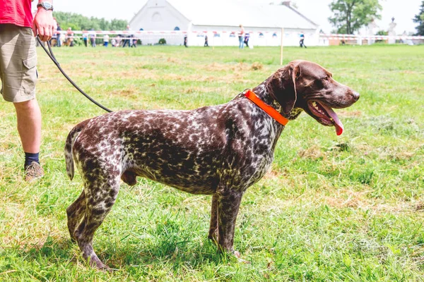 German Shorthaired Pointer Host While Strolling Stadium Morning Walk Dog — Stock Photo, Image