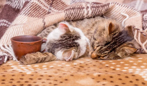 Två Katter Sover Bredvid Kopp Kaffe Kaffe Sängen — Stockfoto