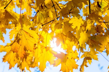 Sarı akçaağaç yapraklarının arkaplanı güneşli havada
