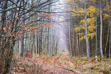 Toprak yollu sonbahar ormanı ve çok renkli yapraklı ağaçlar. Eski ormanlı sonbahar manzarası