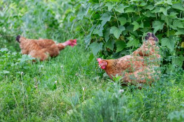 Bahçedeki kahverengi tavuklar üzümlü çalıların yanında.