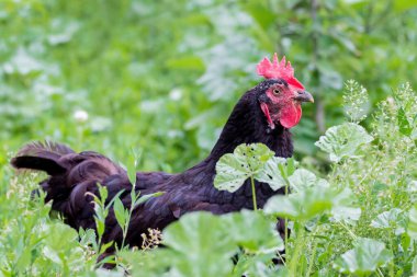 Yeşil çimenlerin arka planında bir çiftliğin bahçesinde siyah tavuk