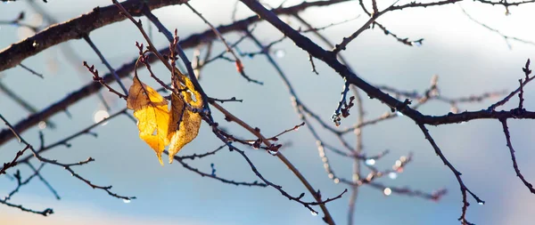 Dva Žluté Listy Větvi Stromu Podzim Slunečného Počasí — Stock fotografie