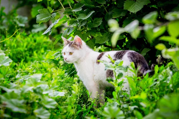 White Spotted Cat Garden Dense Thickets — Stock Photo, Image