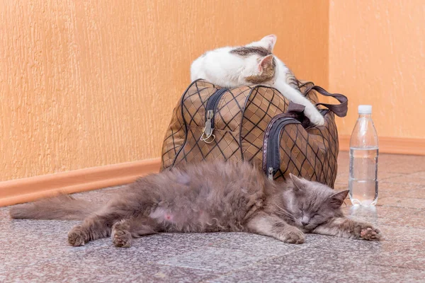 Gato Cinza Branco Com Mala Uma Garrafa Água Espera Trem — Fotografia de Stock