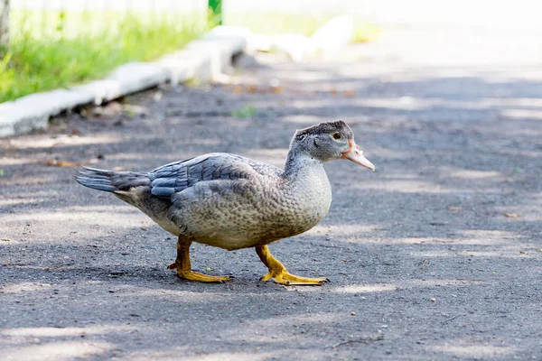 Pato Cinzento Segue Rasto Quinta Criação Aves Capoeira — Fotografia de Stock