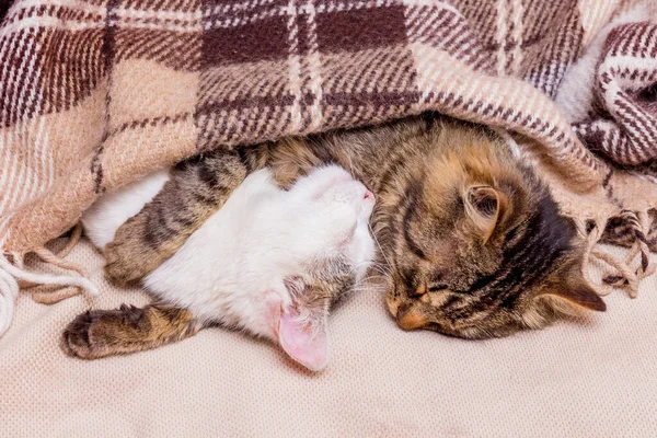 Two Kittens Covered Plaid Lie Hugging Strong Sleep — Stock Photo, Image