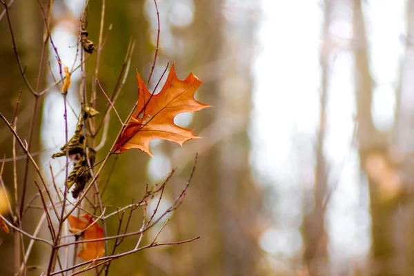 Suchý List Červeného Dubu Pozadí Stromů Podzimním Lese — Stock fotografie