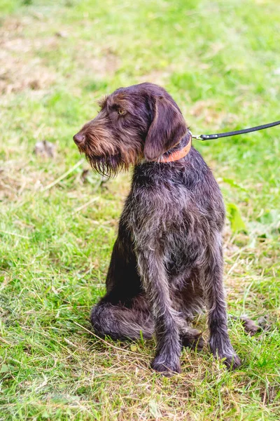 German Wire Haired Pointing Dog Drathaar Dog Leash — Stock Photo, Image