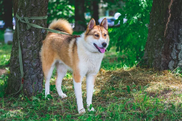 Zachodnia Syberyjska Laika Świeżym Powietrzu Pies Smyczy Jest Przywiązany Drzewa — Zdjęcie stockowe
