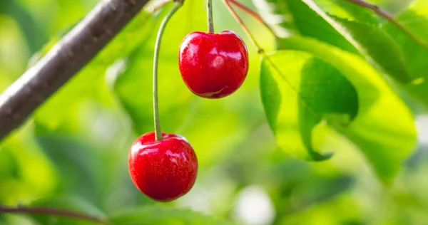 Reife Saftige Rote Kirschen Einem Baum Bei Sonnigem Wetter — Stockfoto