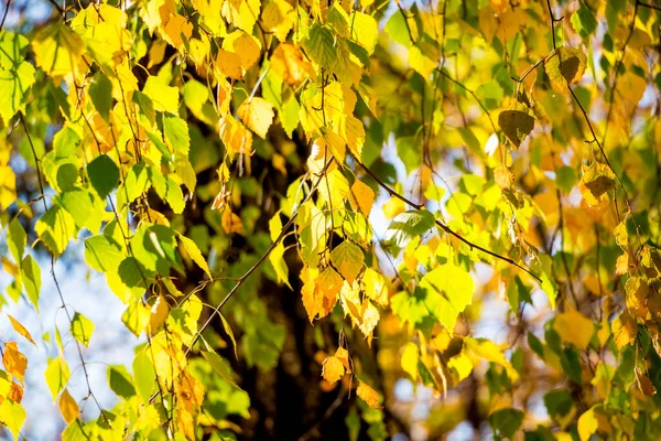 多彩的秋天桦树叶在阳光充足的天气挂在树枝上的背景 — 图库照片