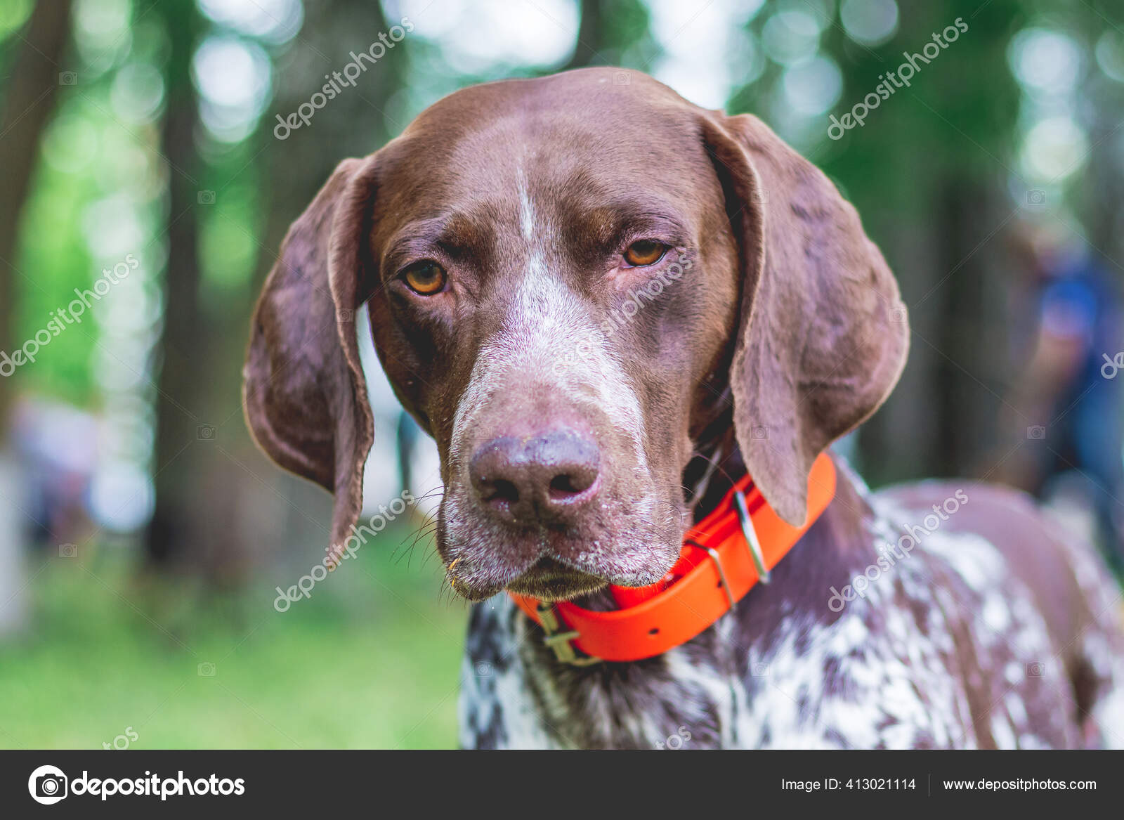HOT Pointer Red Spotted Dog Breeds German Red Pointer Dog