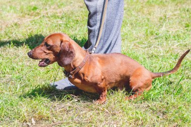 Kahverengi bir dachshund sahibinin ayaklarının dibinde yürürken