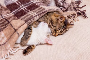 İki kedi ekose kumaşın altında uyuyor, sarılıyorlar.