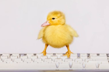 Bilgisayar klavyesinde küçük sarı bir ördek. Bilgisayarın ofisinde çalış.