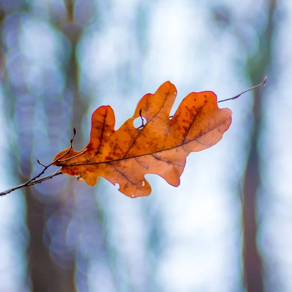 Větev Dub Suchými Hnědými Listy Lese Rozmazaném Pozadí — Stock fotografie