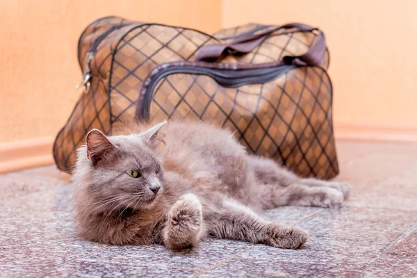 A gray cat sits near suitcase. Waiting for the train at the train station. Passenger with a suitcase while traveling