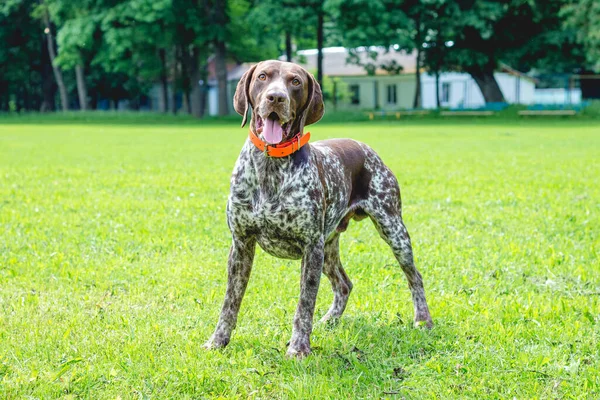Alman kısaltılmış köpeği parktaki çimlerin üzerinde buna değer.