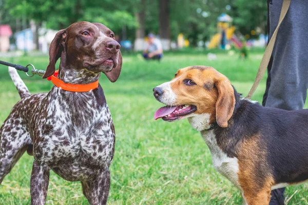 Portrait Dogs Breeds Estonian Hound German Shorthaired Pointer — Stock Photo, Image