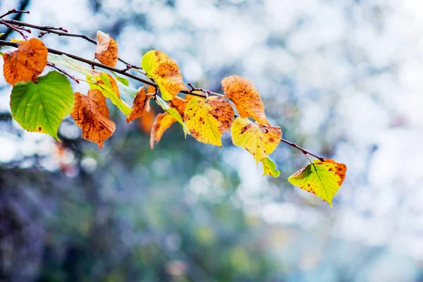 Ramo Com Folhas Multicoloridas Secas Fundo Leve Outono — Fotografia de Stock
