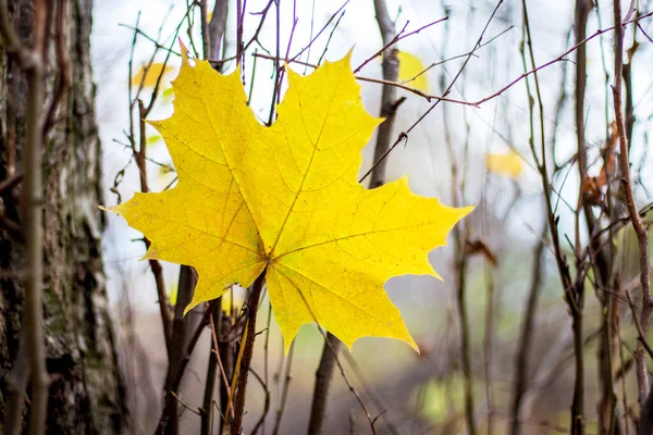 Žlutý Velký Javorový List Pozadí Stromů Podzim — Stock fotografie