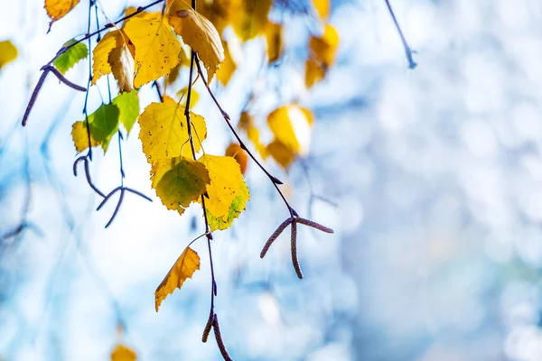 Ramo Bétula Com Folhas Outono Multicoloridas Fundo Azul Claro Outono — Fotografia de Stock