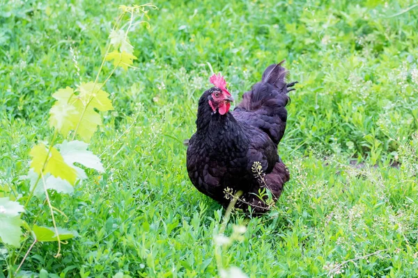 Fekete Csirke Egy Farm Kertjében Zöld Hátterében — Stock Fotó