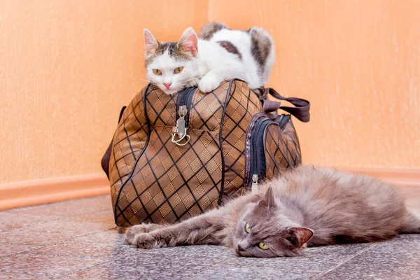 Gatto Grigio Bianco Con Valigia Aspetto Treno Alla Stazione Ferroviaria — Foto Stock