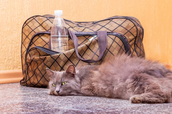 Gato Cinza Está Deitado Perto Uma Mala Uma Garrafa Água — Fotografia de Stock