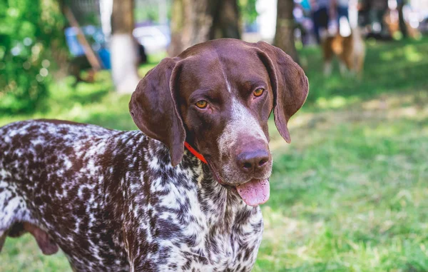 Hund Race Tysk Korthåret Pointer Med Dejligt Blik Portræt Hund - Stock-foto