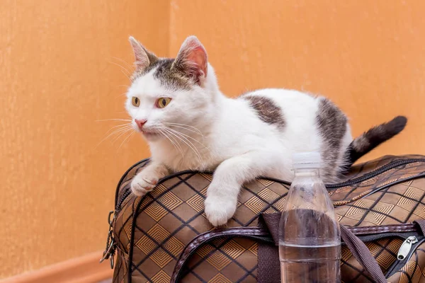 Gato Branco Senta Uma Mala Espera Comboio Estação Comboios Passageiro — Fotografia de Stock