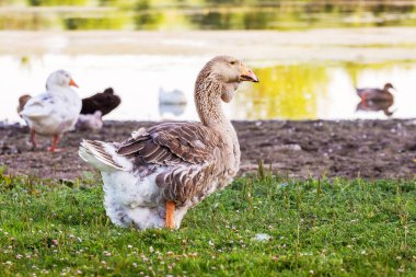 Nehir kıyısındaki büyük kaz ve diğer kuşlar.