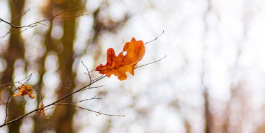 Bulanık bir arka planda, ormanda kurumuş kahverengi yapraklı meşe ağacı.