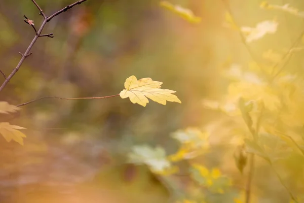 Žlutý List Javoru Rozmazaném Podzimním Pozadí Teplých Barvách — Stock fotografie