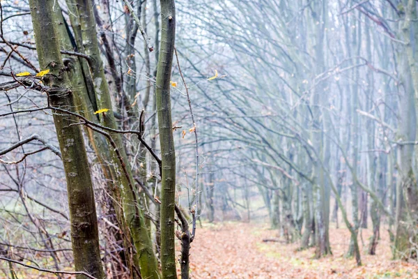 Skog Med Kala Träd Och Väg Täckt Med Torra Löv — Stockfoto