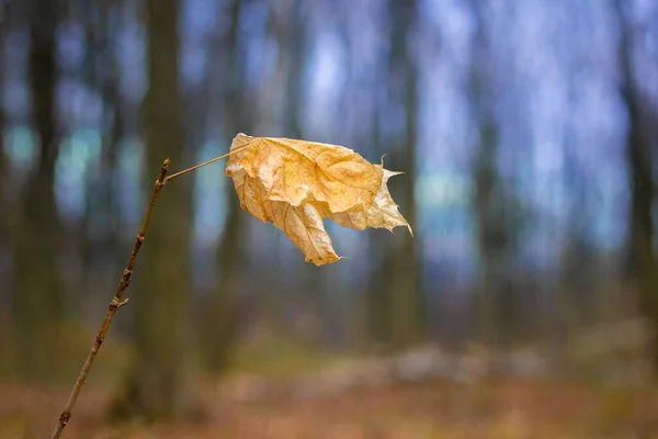 Lone Dry Maple Leaf Branch Dark Autumn Forest — Stock fotografie