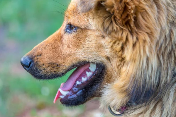 Retrato Perro Marrón Cerca Perfil Sobre Fondo Borroso Verde — Foto de Stock