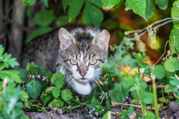 Gato Listrado Cinza Com Olhar Focado Entre Moitas Gato Caça — Fotografia de Stock