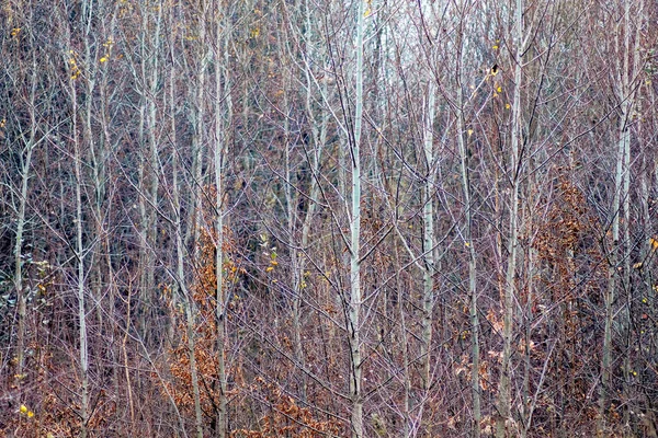 Background Young Thick Aspen Trees Autumn — Stock Photo, Image