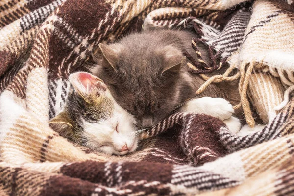 Dois Gatos Dormem Juntos Cobertos Com Cobertor — Fotografia de Stock