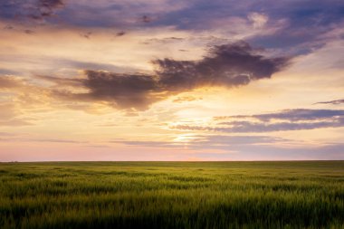 Gün batımında kara bulutlar tarlanın üzerinde çimlerle 