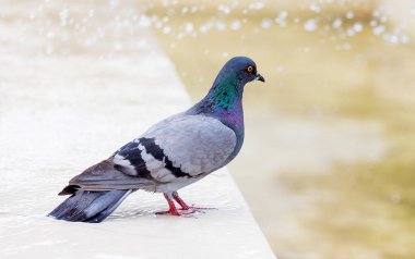Güneşli havalarda çeşmenin yanında güzel bir güvercin.