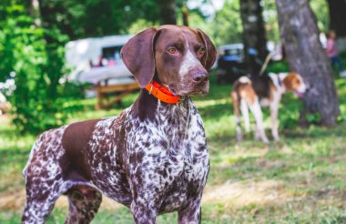 Güzel köpek çiftliği, Alman parkında kısa devre yaptı.