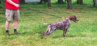 Alman, stadyumda gezinirken ev sahibi ile kısa mesafe işaretleyicisi kullandı. Köpekle sabah yürüyüşü.