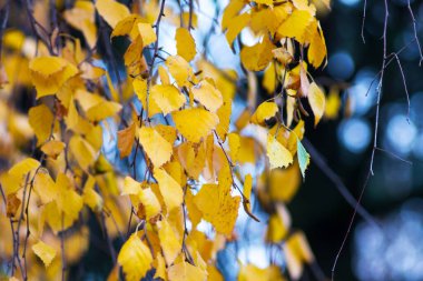 Koyu arkaplanda sarı yapraklı huş dalları