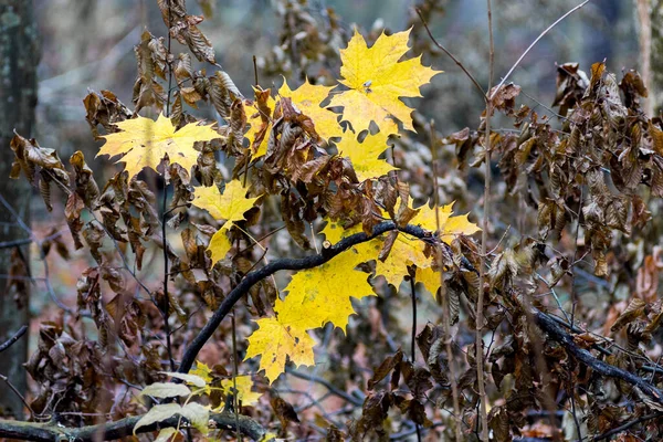 Sarı Akçaağaç Yaprakları Kara Yapraklar Sonbaharda Bulutlu Havada — Stok fotoğraf