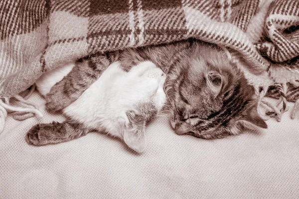 Doce Sono Forte Juntos Dois Gatinhos Dormem Abraço — Fotografia de Stock