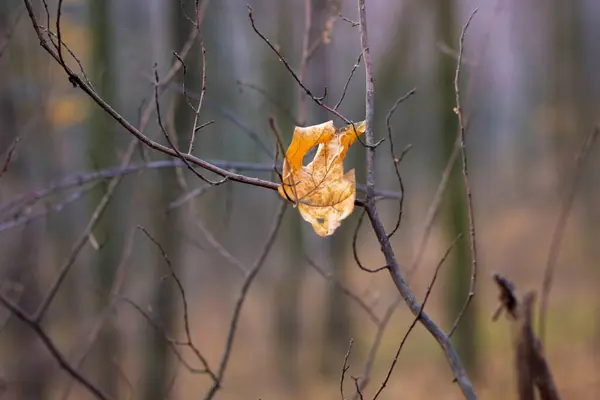 Ensam Torr Lönnlöv Bland Grenarna Träd Höstskogen — Stockfoto