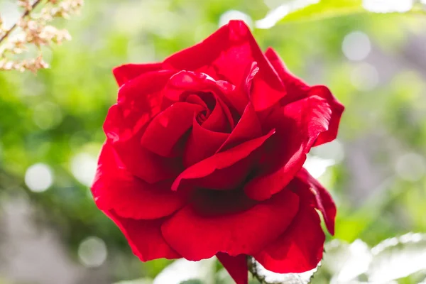 Punainen Ruusu Sumealla Taustalla Bokeh Aurinkoisella Säällä — kuvapankkivalokuva